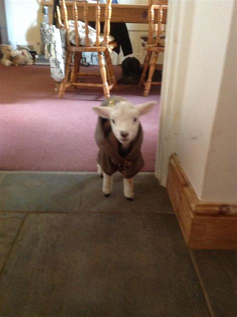 Just 15 silly photos of smiling sloths to cheer you up – Artofit