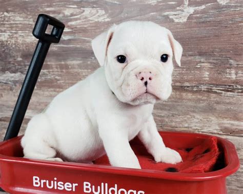 White English Bulldog Puppies for Sale Color Guide (2024) -Bruiser Bulldogs