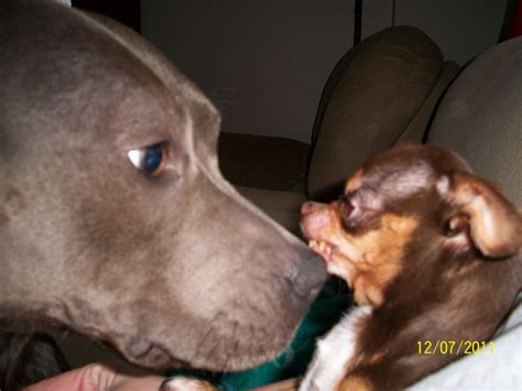 Sweet Pit Bull and Tiny Chihuahua