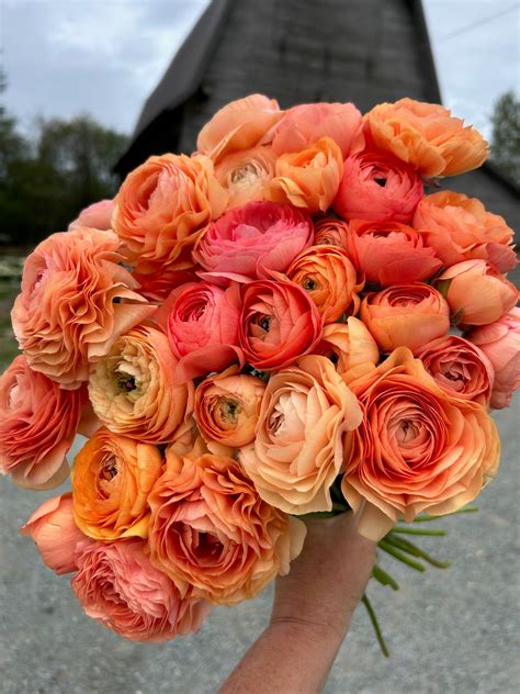 Ranunculus Flowers