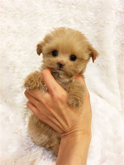 Teacup Dog Facts On Teacup Dog Healthcare | Pets Nurturing