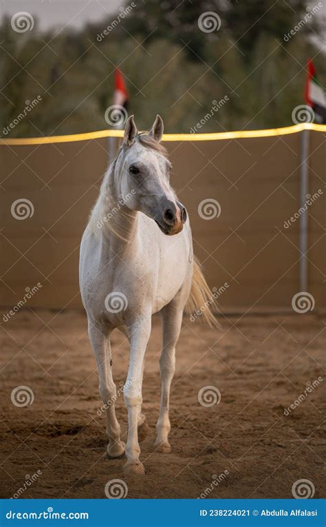 Horse arabian in dubai stock image. Image of pasture - 238224021