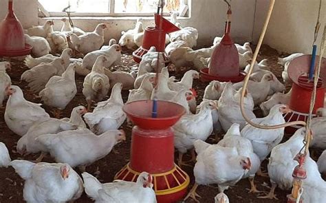 live fowl chicken at Rs 15 / per in Bangalore - ID: 6062277 | Kumar ...