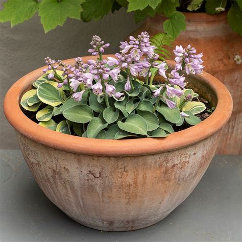 Buy Large terracotta bowl: Delivery by Crocus