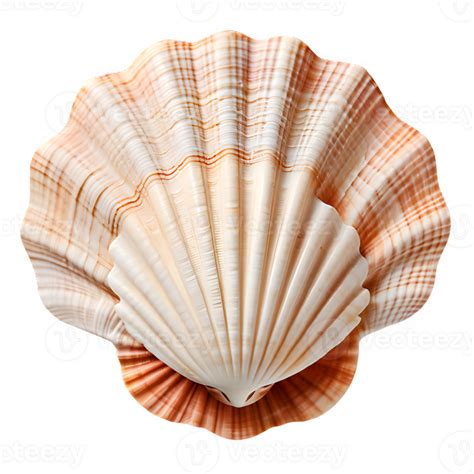 white clam shell isolated  transparent background sea shell top view