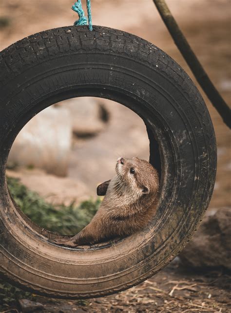 100+ Best Free Otter Stock Photos & Images · 100% Royalty-Free HD Downloads