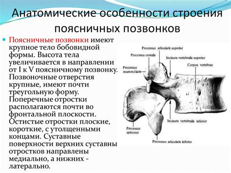 Изучение особенности строения шейных , грудных, поясничных, крестцовых ...