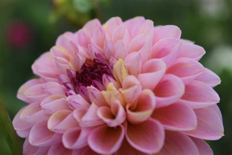 Wine Eyed Jill — I Love Dahlias