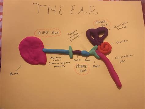 [DIAGRAM] Inner Ear Diagram Project - MYDIAGRAM.ONLINE
