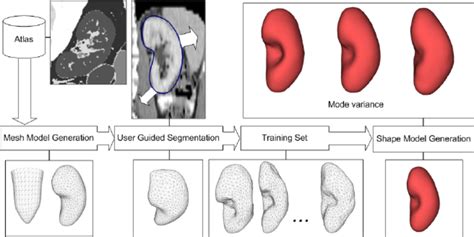workflow  shape model generation  triangulated reference mesh