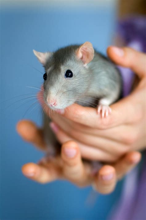 Cute Rat Photos, Download The BEST Free Cute Rat Stock Photos & HD Images
