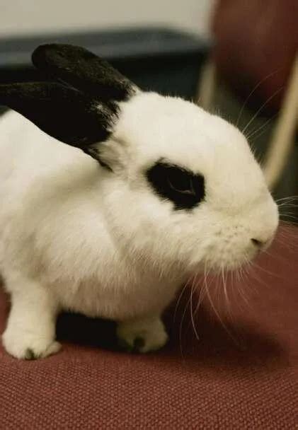 Airlines That Allow Rabbits on Board in 2024 – Guide to Flying With ...