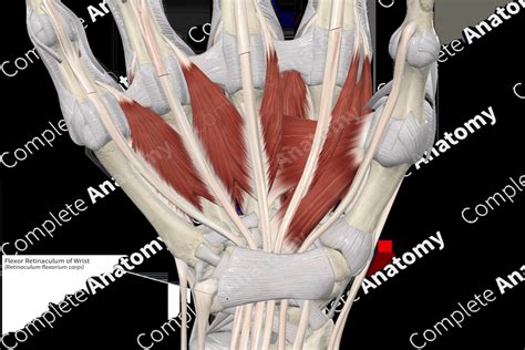 Flexor Retinaculum of Wrist | Complete Anatomy