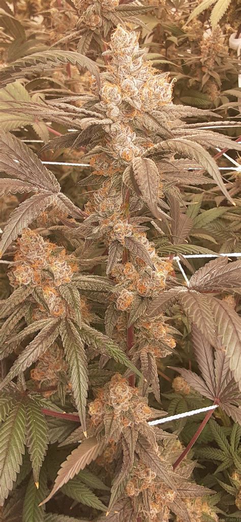 LMFAO Strain:  Your New Favorite Strain?