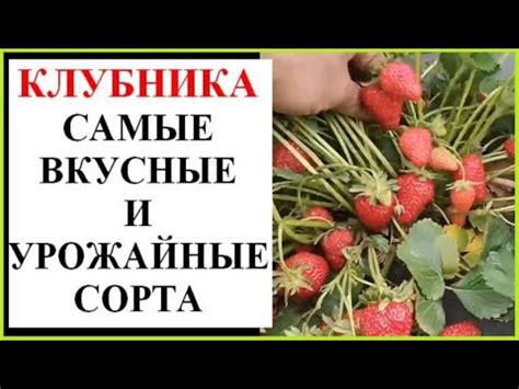 Самые лучшие сорта клубники - YouTube