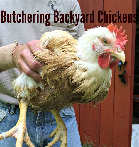Butchering Backyard Chickens – Farm Fresh For Life – Real Food for