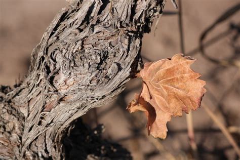 15 fotos de viñedos que muestran lo especial que es el otoño en Mendoza ...