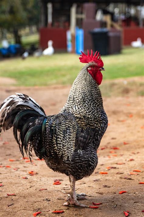 Photo of a Rooster · Free Stock Photo