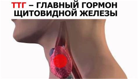 Анализ ТТГ: расшифровка аббревиатуры, показания к проведению ...