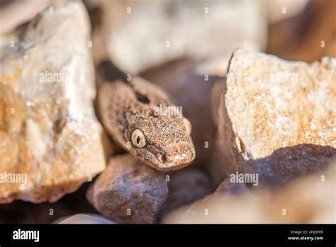 European cat snake (Telescopus fallax Stock Photo - Alamy
