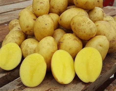 картофель Гала(элита) - Садовый центр Песочное