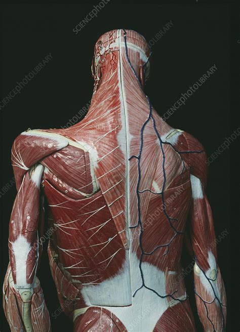 anatomy stock image p science photo library