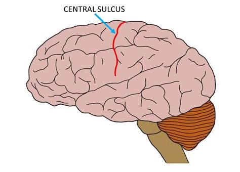 central sulcus definition neuroscientifically challenged