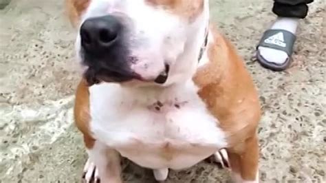 helpdog.ru_9740E8B6A496EBCB72BBB8E22D282799_video_dashinit