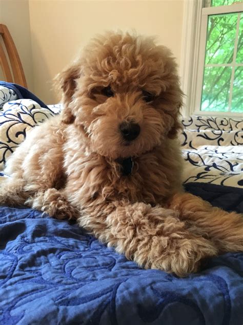 Better breeding standards will help every happy tails puppies thrive 13