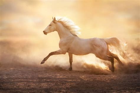 3,200+ Long Horse Face Stock Photos, Pictures & Royalty-Free Images ...
