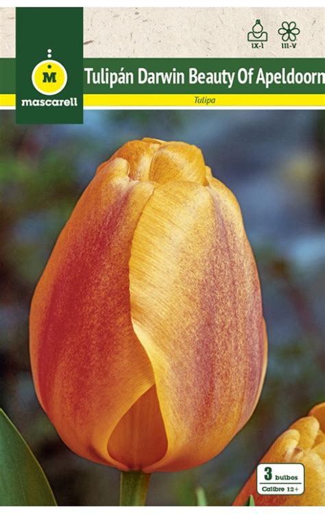 Tulipan Beauty of Apeldoorn - Mascarell Semillas
