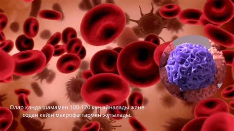Эритроцит Эритроцит деген не? Эритроцит туралы қызықты фактілер ...