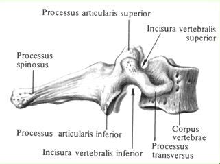 Седьмой шейный, позвонок, vertebra prominens | Анатомия, Осенние фото ...