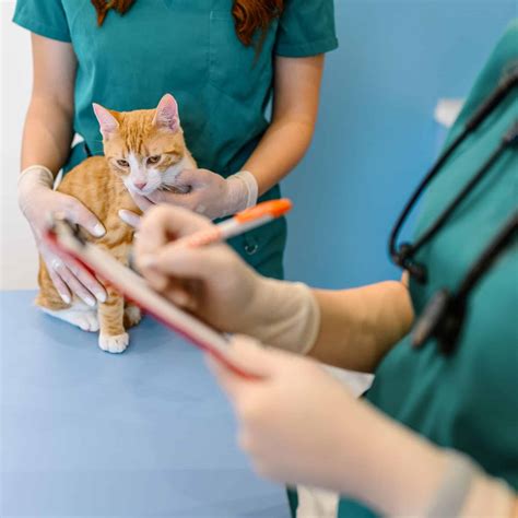 cats with diabetes food 8