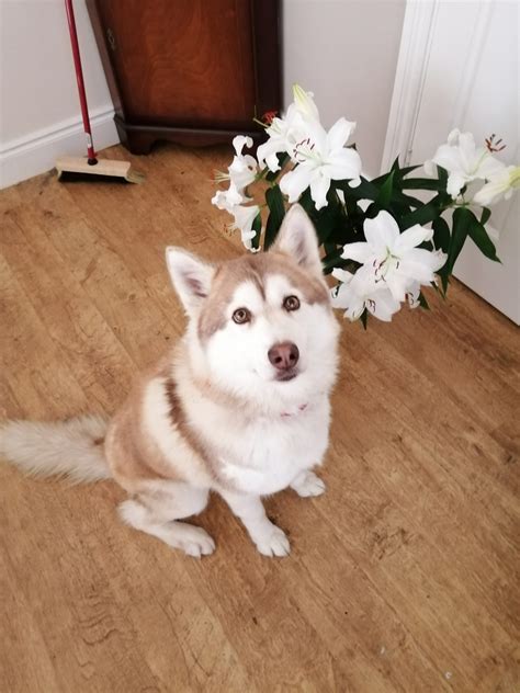 Female Siberian Husky in Dungarvan - Family Friendly - Dogs For Sale