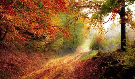 Forest wallpapers for your PC (HD, FHD, 2K, 4K)