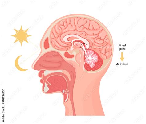 Melatonin hormone. Pineal gland anatomical cross section. Stock Vector ...