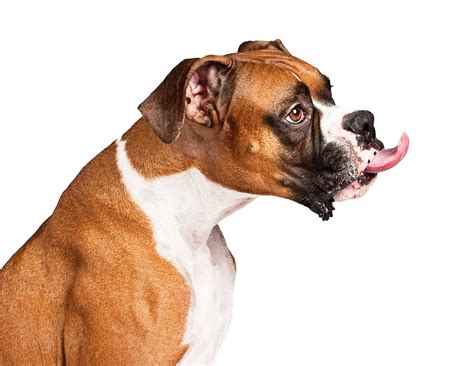 Boxer Dog Breed Guide, stats (Photos & Videos)