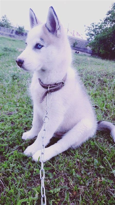 #haski 😍😍 | Animals, Dogs, Creatures