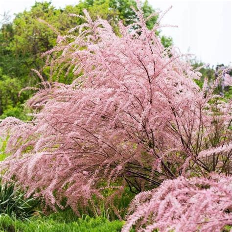 Eglūnas šakotasis 'Rubra'