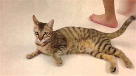 Cat2 - YouTube