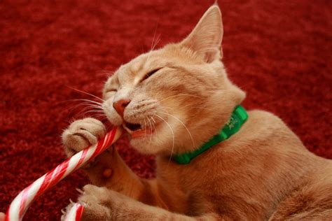 Любят ли кошки сладости? – ZooPicture.ru