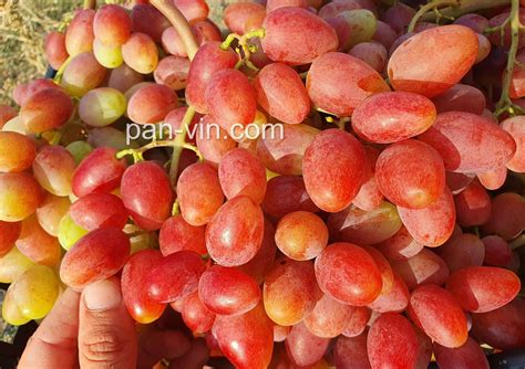 Квазар — pan-vin.com