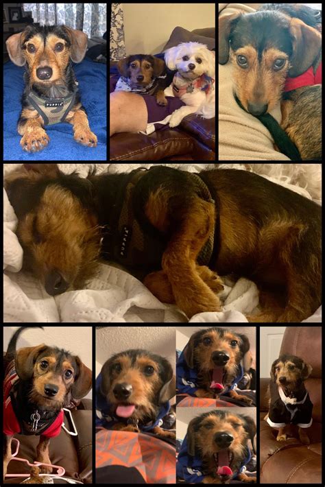 Bucky our Dachshund mix. He's 75% miniature wirehaired Dachshund, 25%