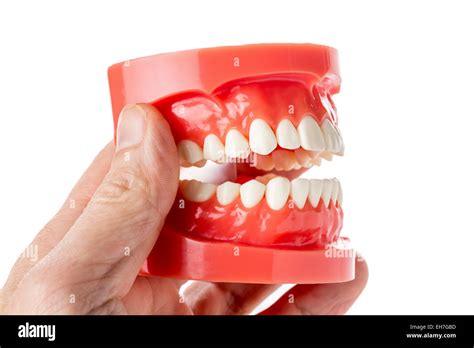 model  human jaw stock photo alamy