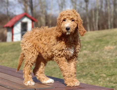 Veronica | Gold Star Family Poodles