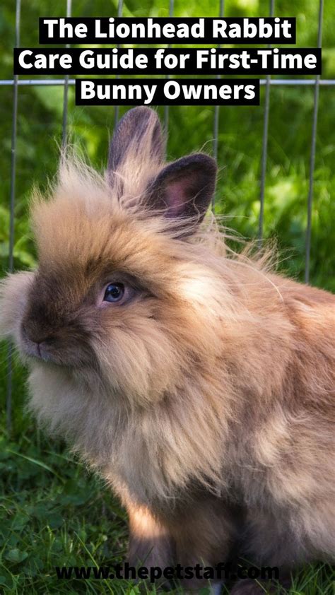 Lionhead rabbit care – Artofit