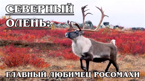 СЕВЕРНЫЙ ОЛЕНЬ: Символ Нового года | Интересные факты про оленей и ...
