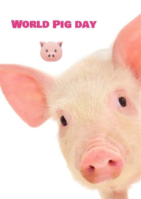 vegan fun happy world pig day    facebook