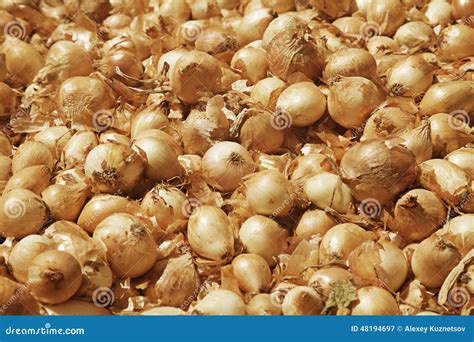 Large Onion Background Stock Photography | CartoonDealer.com #231459062
